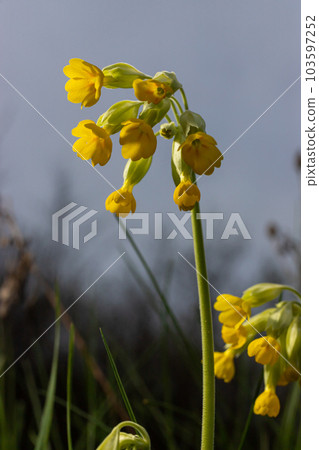 Yellow Primula veris cowslip, common cowslip, cowslip primrose on soft green background.Selective focus Yellow Primula veris cowslip, common cowslip, cowslip primrose on soft green background.Selective focus 103597252
