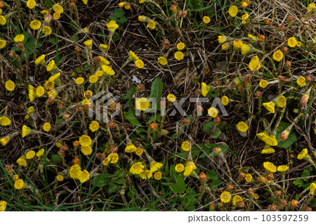 Coltsfoot or foalfoot medicinal wild herb. Farfara Tussilago plant growing in the field. Young flower used as medication ingredients. Meadow spring blooming grass. Group of beautiful yellow flowers Coltsfoot or foalfoot medicinal wild herb. Farfara Tussilago plant growing in the field. Young flower used as medication ingredients. Meadow spring blooming grass. Group of beautiful yellow flowers 103597259