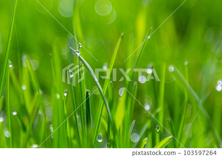Water drops on the green grass. Morning dew, watering plants. Drops of moisture on leaves after rain. Beautiful green background on an ecological theme 103597264