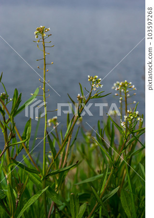 Capsella bursa-pastoris, known as shepherd's bag. Widespread and common weed in agricultural and garden crops. Medicinal plant in natural environment 103597268
