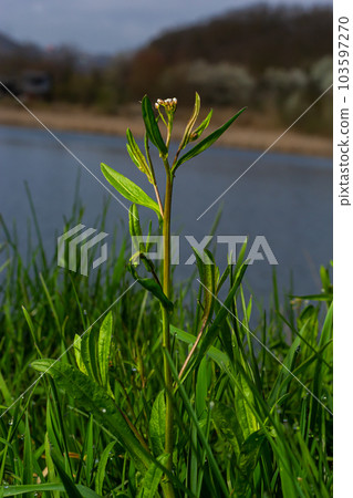 Capsella bursa-pastoris, known as shepherd's bag. Widespread and common weed in agricultural and garden crops. Medicinal plant in natural environment Capsella bursa-pastoris, known as shepherd's bag. Widespread and common weed in agricultural and garden crops. Medicinal plant in natural environment 103597270