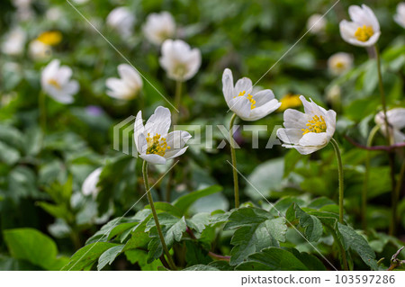 The many white wild flowers in spring forest. Blossom beauty, nature, natural. Sunny summer day, green grass in park. Anemonoides nemorosa 103597286
