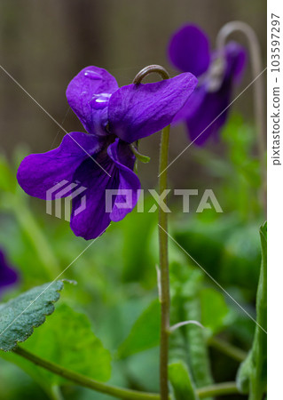 Wild violets Viola odorata have heart-shaped leaves with purple-blue flowers. Some varieties also have white or yellow blooms Wild violets Viola odorata have heart-shaped leaves with purple-blue flowers. Some varieties also have white or yellow blooms 103597297