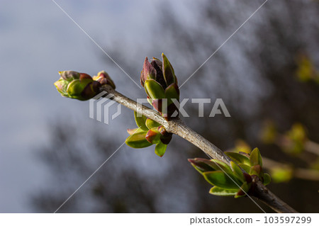 Big green buds branches. Young green leaves coming out from thick green buds. branches with new foliage illuminated by the day sun. Early spring day. Spring is comming 103597299