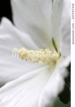 莎倫玫瑰(Hachis)大朵純白色的花朵,有光澤的雄蕊和雌蕊(使用微距鏡頭,戶外自然光,特寫照片) 莎倫玫瑰(Hachis)大朵純白色的花朵,有光澤的雄蕊和雌蕊(使用微距鏡頭,戶外自然光,特寫照片) 103597348