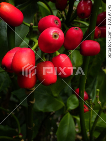 Red berries of Aoki Red berries of Aoki 103597545