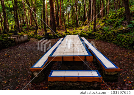 Benches and picnic tables Recreation area in the Mata da Serreta Forest Reserve in Terceira Island 103597635