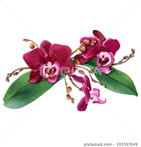 Orchid flower composition with blooms, buds and leaves. Watercolor illustration isolated on white for card clip art 103597649