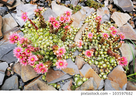 houseleek flower plant houseleek flower plant 103597682