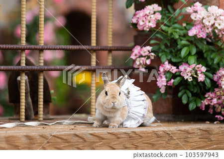 荷蘭矮人 荷蘭矮人 103597943