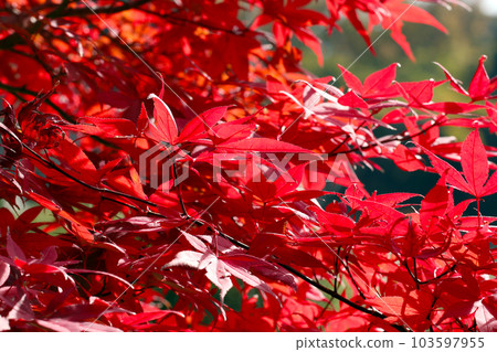 An image of a maple branch with red leaves all over An image of a maple branch with red leaves all over 103597955