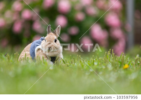 netherland dwarf 103597956