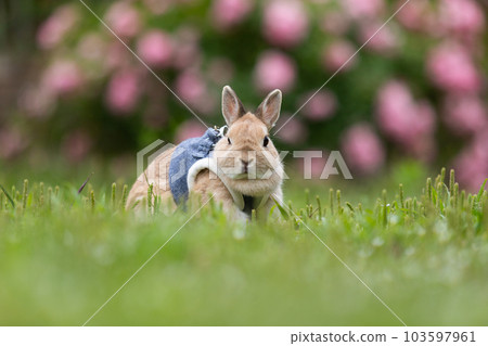 荷蘭矮人 荷蘭矮人 103597961