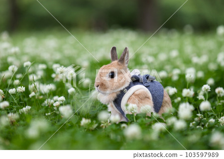 荷蘭矮人 103597989