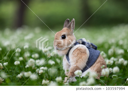 netherland dwarf 103597994