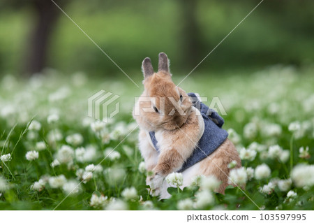 netherland dwarf 103597995