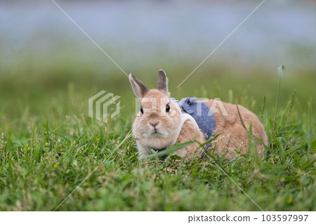 荷蘭矮人 荷蘭矮人 103597997