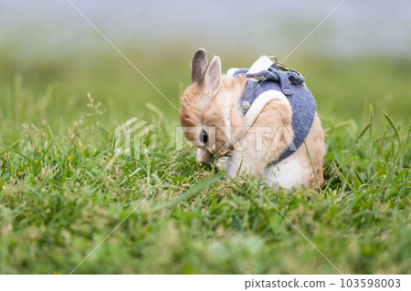 荷蘭矮人 103598003