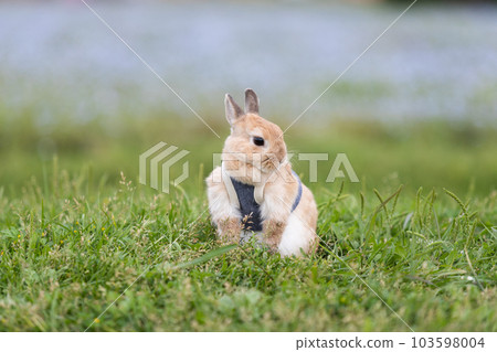 荷蘭矮人 荷蘭矮人 103598004