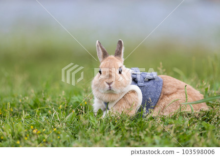 荷蘭矮人 荷蘭矮人 103598006