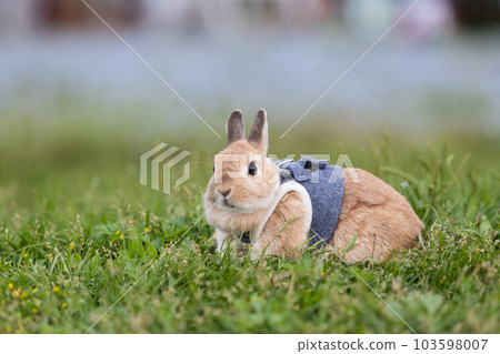 netherland dwarf 103598007