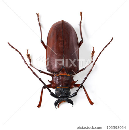 Top view, beetle and insect with natural biology, hard shell or animal isolated against white studio background. Zoom, nature or bug with wildlife, species and shiny details of creature on a backdrop 103598034