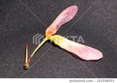 帶翅膀的可愛螺旋槳形粉色楓樹種子（使用微距鏡頭，特寫照片） 103598055