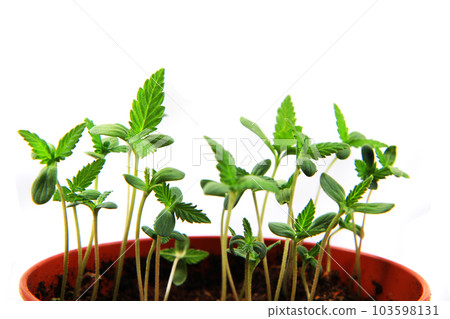 small marijuana plants small marijuana plants 103598131