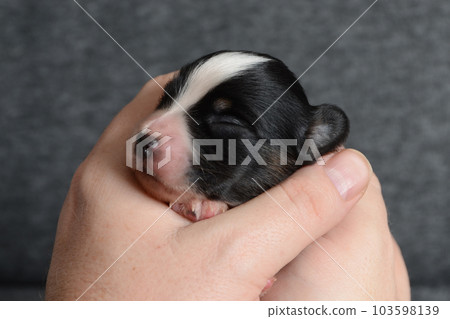 small papillon dog in human hand 103598139