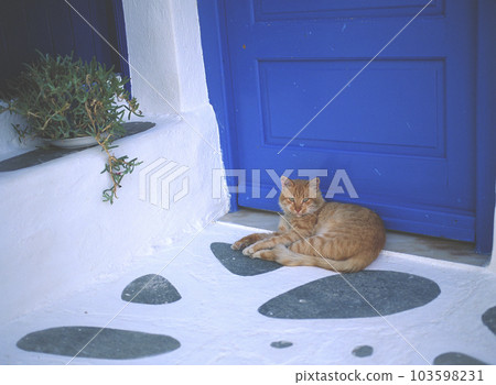 A back alley in Mykonos town, Greece A cat relaxing in front of the entrance A back alley in Mykonos town, Greece A cat relaxing in front of the entrance 103598231