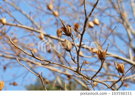 鵝掌楸冬芽和開花後 鵝掌楸冬芽和開花後 103598331