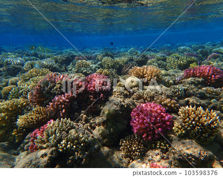 coral reef in Egypt, Makadi Bay coral reef in Egypt, Makadi Bay 103598376