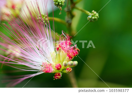 一種獨特的合歡樹花,白色和淡粉色的雄蕊像針一樣突出(宏觀特寫圖像) 一種獨特的合歡樹花,白色和淡粉色的雄蕊像針一樣突出(宏觀特寫圖像) 103598377