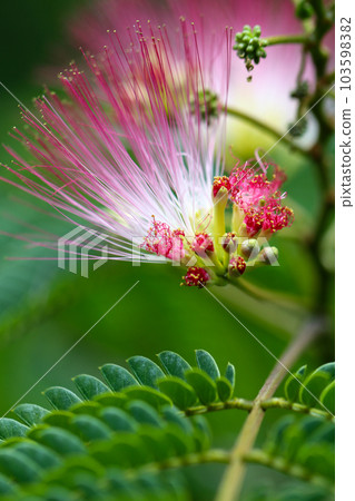 獨特的絲綢樹花和葉子,白色和淡粉色的雄蕊像針一樣突出(宏觀特寫圖像) 獨特的絲綢樹花和葉子,白色和淡粉色的雄蕊像針一樣突出(宏觀特寫圖像) 103598382