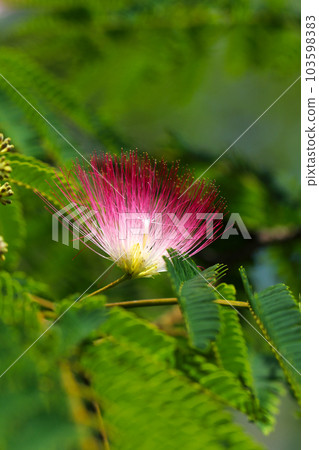 A unique silk tree flower branch with white and pale pink stamens protruding like needles (macro close-up image) A unique silk tree flower branch with white and pale pink stamens protruding like needles (macro close-up image) 103598383