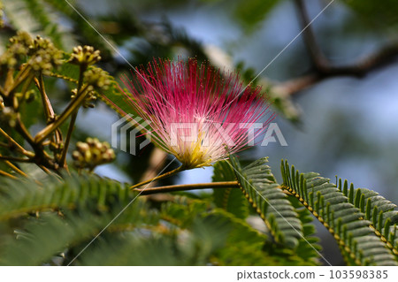 A unique silk tree flower branch with white and pale pink stamens protruding like needles (macro close-up image) 103598385
