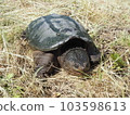 A snake turtle 103598613