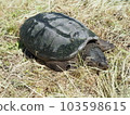 A snake turtle 103598615