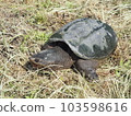 A snake turtle 103598616
