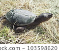 A snake turtle 103598620