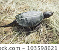 A snake turtle 103598621
