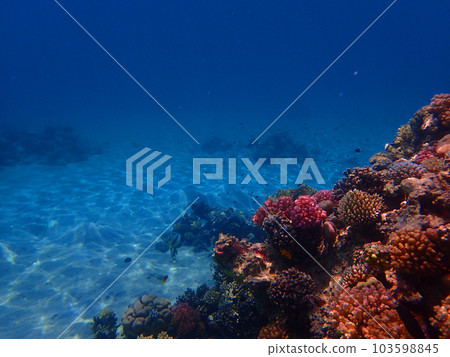 coral reef in Egypt, Makadi Bay 103598845