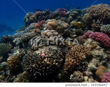 coral reef in Egypt, Makadi Bay 103598847