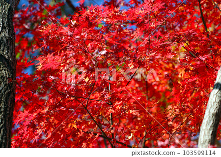 紅葉遍地的楓樹枝的圖像 103599114