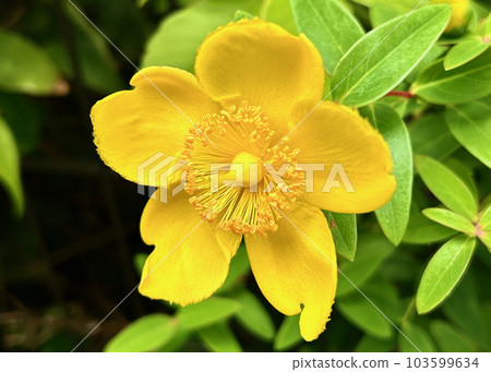 Hypericum Hidcote 103599634