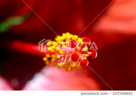 美麗的粉紅色芙蓉雄蕊和雌蕊的宏觀圖像，上面鑲嵌著珠寶和黃金 103599642