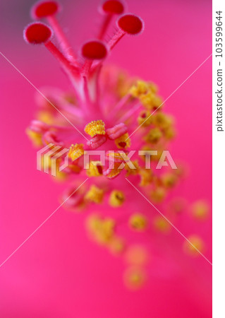 美麗的粉紅色芙蓉雄蕊和雌蕊的宏觀圖像，上面鑲嵌著珠寶和黃金 103599644