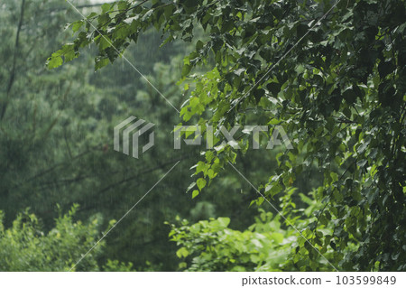 raindrops and raindrops falling through the branches raindrops and raindrops falling through the branches 103599849