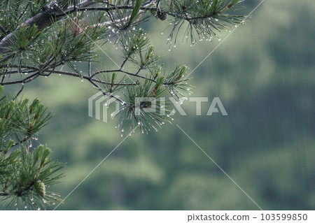 raindrops and raindrops falling through the branches raindrops and raindrops falling through the branches 103599850