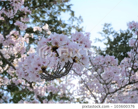 Cherry blossoms in March Cherry blossoms in March 103600376